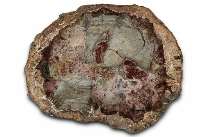 Polished Petrified Wood (Araucaria) Round - Madagascar #355329